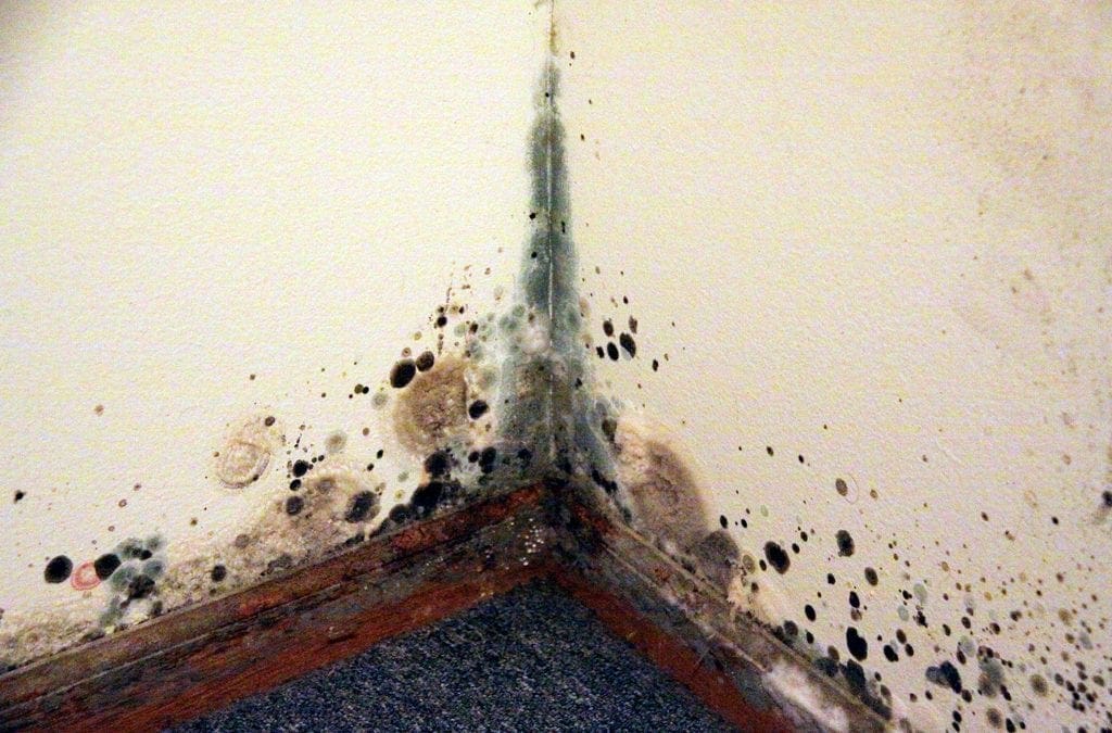 How to Get Rid of Mold In Your Home
