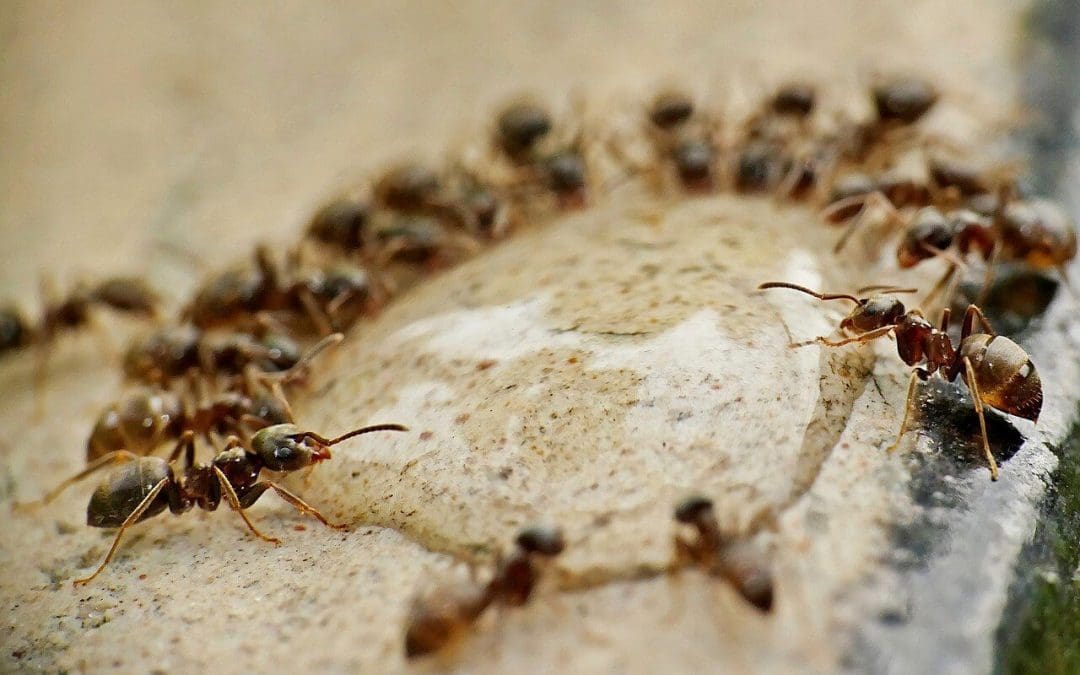 6 Tips to Repel Ants from Your Home