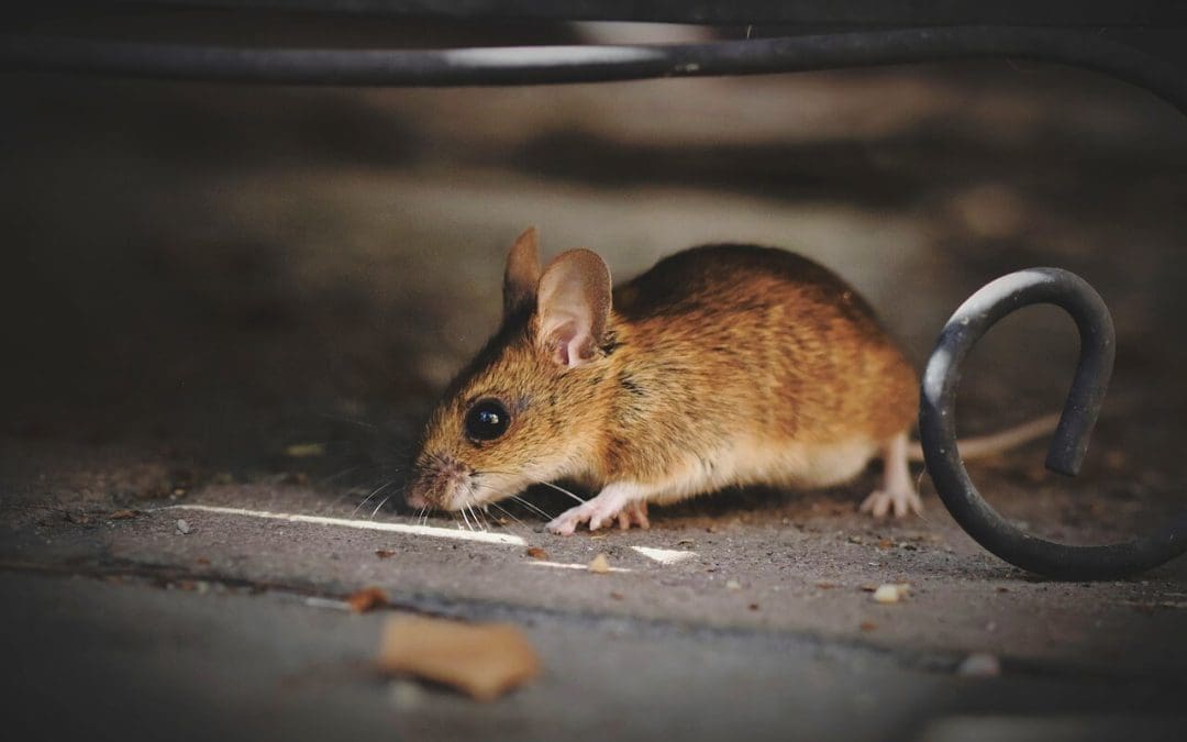 Proactive Pest Prevention Tips for a Pest-Free Spring