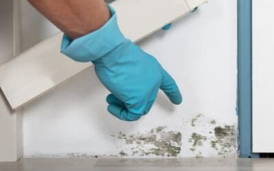 Don’t Wait for the Visible Patch: How to Recognize Signs of Mold Early