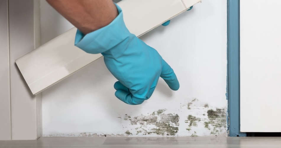 Don’t Wait for the Visible Patch: How to Recognize Signs of Mold Early